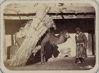 Киргизия - Типы киргизов. Киргиз с верблюдом и камышовыми матами, 1900-1909