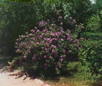 Туркменистан - Байрам-Али. Розовый куст в саду Мургабской усадьбы, 1911