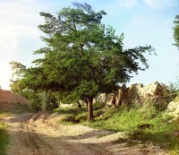 Узбекистан - Самарканд. Тутовое дерево, 1911