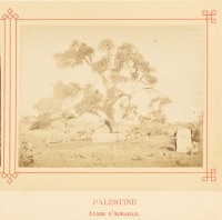 Израиль - Хеврон. Дуб Мамре, или Дуб Авраама, 1878
