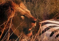 Кения - Лев ест зебру