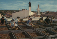 Португалия - Алгарви. Сушка инжира на крыше дома