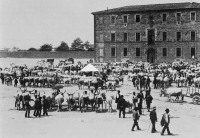 Сиена - Скотный рынок близ Сиены, 1873