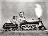 Железная дорога (поезда, паровозы, локомотивы, вагоны) - Котята и паровоз