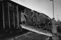 Железная дорога (поезда, паровозы, локомотивы, вагоны) - Погрузка лошадей в эшелон