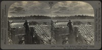 Войны (боевые действия) - Взгляд из Белло де Буа на высоту 193, Белло Вуд, 1914-1918
