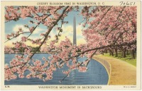 Вашингтон - Цветение сакуры  в парках Вашингтона
