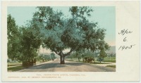Штат Калифорния - Пасадена. Авеню Апельсиновая роща, 1902