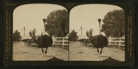 Штат Калифорния - Пасадена. Страусиная ферма, 1906
