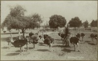 Штат Калифорния - Пасадена. Страусиная ферма, 1900-1906