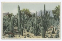 Штат Калифорния - Риверсайд. Сад кактусов, 1902-1903