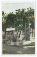 Штат Калифорния - Риверсайд. Старое апельсиновое дерево, 1903
