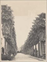 Лос-Анджелес - Лос-Анджелес. Пальмовая Аллея, 1900-1902