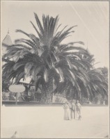 Лос-Анджелес - Лос-Анджелес. Под пальмами, 1900-1902
