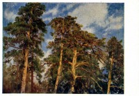 Картины - И.И.Шишкин. Верхушки сосен , освещенные солнцем.