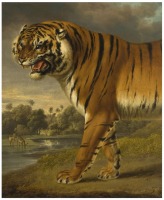 Картины - Тигр