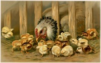 Картины - Курица с цыплятами