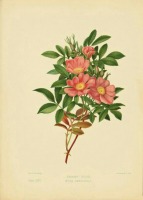Картины - Болотная роза. Роза каролина Ламарка