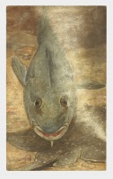 Картины - Виллем Витсен. Рыбы