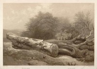 Картины - Этюд с поваленным деревом