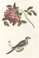 Картины - Цветные печатные рисунки. Цветы и птицы