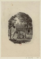 Картины - Зоопарк в Саду Короля в Париже