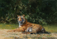 Картины - Дэвид Шепард. Тигр на поляне