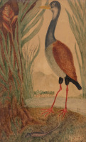 Картины - Анри Руссо. Джунгли. Эшасье. Рисунок Лесной пейзаж с экзотическими птицами