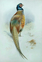Картины - Джордж Рэнкин. Обыкновенный фазан