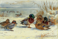 Картины - Арчибальд Торберн, Кряквы и чирок в снегу