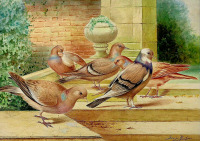 Картины - Джордж Рэнкин. Кочующие голуби на пороге дома