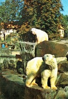 Калининград - Калининградский зоопарк. Белые медведи.