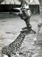 Калининград - Калининградский зоопарк. Новорождённый жираф Глеб.