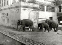 Калининград - Калининградский зоопарк. Семья слонов Джимми, Шандра и Преголя.