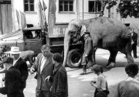 Калининград - Индийская слониха Шандра (родилась в 1939 году, в Калининград прибыла из зоопарка Андижана) с осликом Манюней