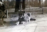 Калининград - Львёнок на прогулке по территории зоопарка.