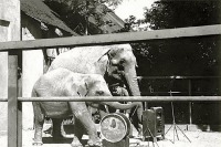 Калининград - Кёнигсберг. Слоны с музыкальными инструментами дают концерт в зоопарке.