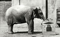 Калининград - Кёнигсбергский зоопарк. Любимица детворы слониха Дженни даёт концерты, играя на шарманке.