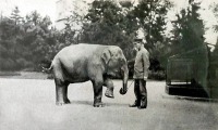 Калининград - Кёнигсбергский зоопарк. Дрессировка юного индийского слонёнка.