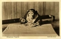 Калининград - Кёнигсбергский зоопарк. Шимпанзе Кики в столовой.