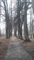 Гвардейск - старая аллея в парке Гвардейска