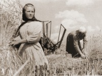 Гурьевск - Гурьевск. Уборка первого урожая в Гурьевском районе. 1946 год.