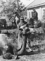 Краснодарский край - Верблюд, захваченный в качестве трофея и используемый немецкими горными егерями