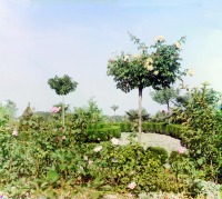 Сочи - Уч-Дере. Роза Густав Грюневальд на даче Е.В. Павлова, 1912