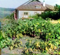 Сочи - Огород в посёлке  Уч-Дере, 1912
