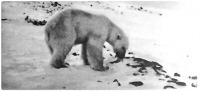 Красноярский край - Полуостров Таймыр. Белый медведь - хозяин Арктики